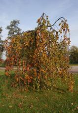 Herbststimmung-10-09 023.jpg